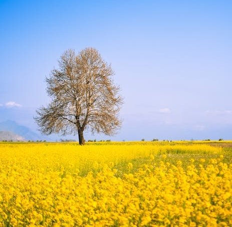 Faith Explained! mustard seed tree salvadora perisica